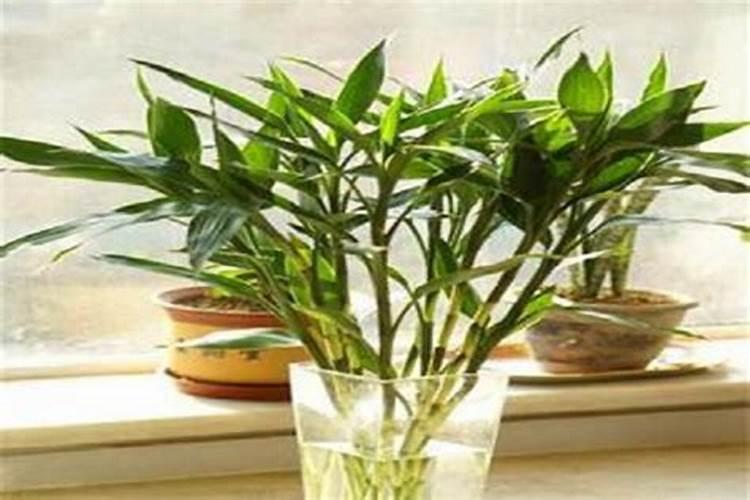 芹菜施肥方法