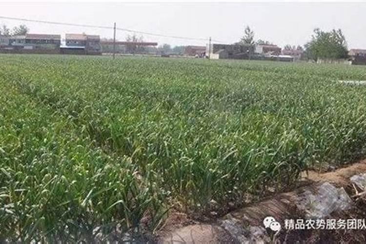 鱼肉中粗蛋白的测定