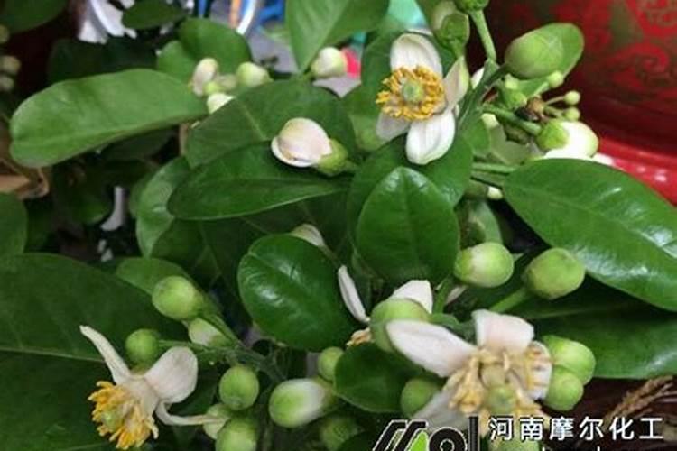 龙眼什么时候开花 在几月份开花