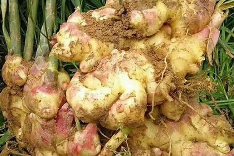 种罗汉果施什么肥