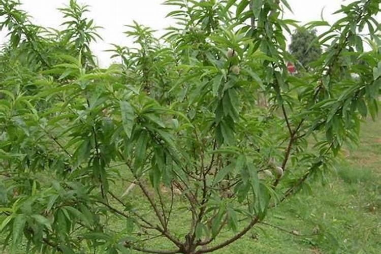 桃树要什么肥料