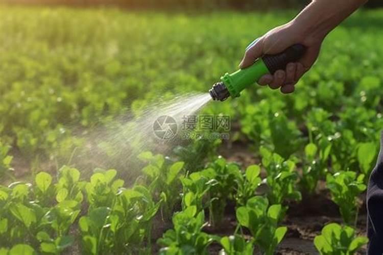 为什么丝瓜的果会凋谢