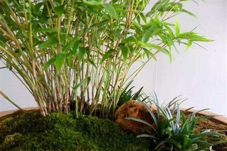 一袋生物有机肥多少钱？