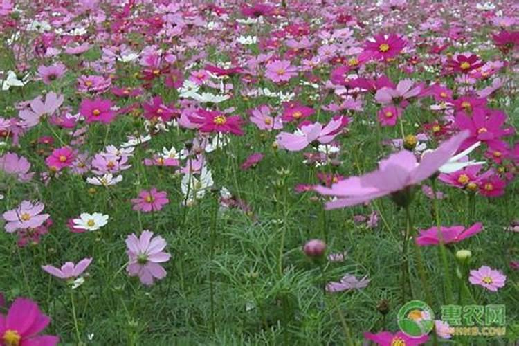 格桑花幼苗何时施肥