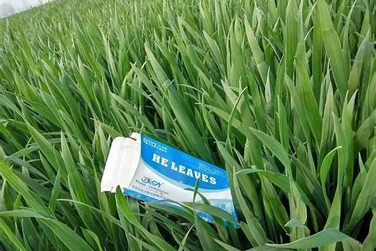 茶叶花是不是不可以上磷酸二氢钾这种肥料？