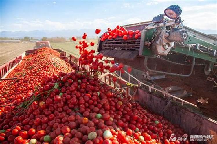 番茄追肥用什么肥料好