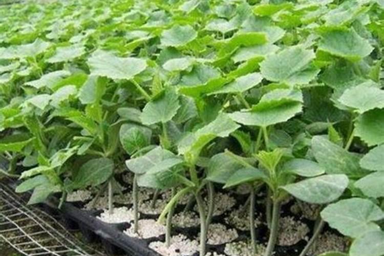 黄瓜追肥用什么肥料好