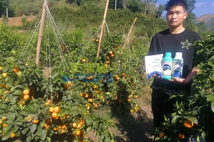 柑橘每年开几次花？