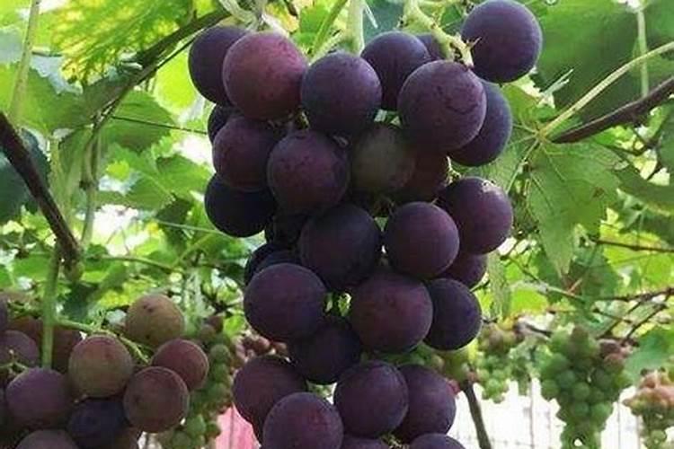葡萄树施什么肥最好
