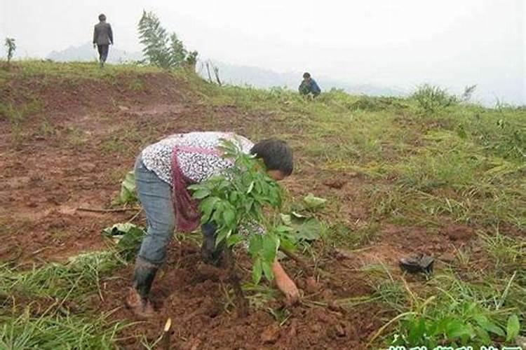 绿化树什么时候施肥合适 给绿化树施肥的时间