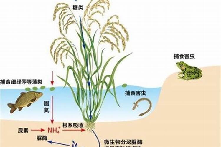 水田淹水期,不适用哪种氮肥