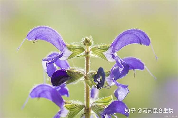 丹参种植如何施肥。。