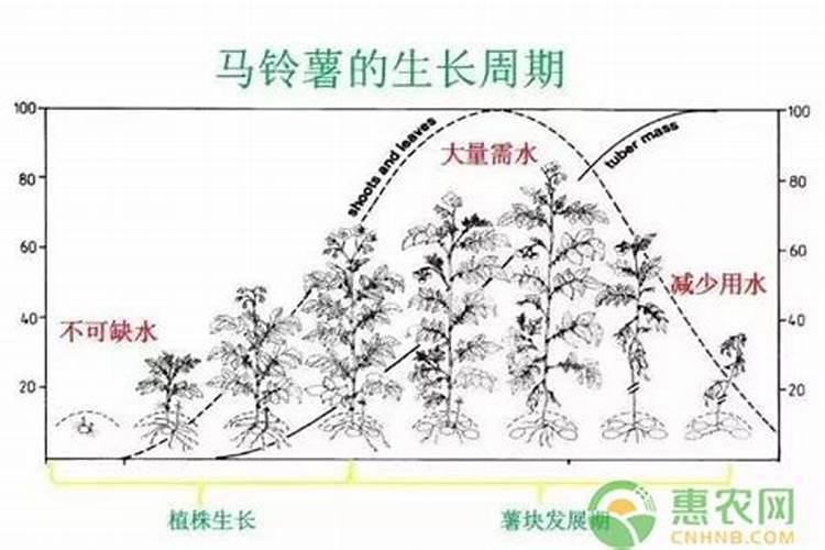 什么牌子的马铃薯专用肥效果好？马铃薯高产要学会这六招!