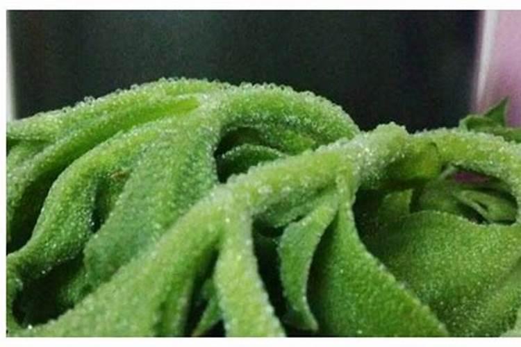 冰草适合什么季节种植？冰草种植方法和季节