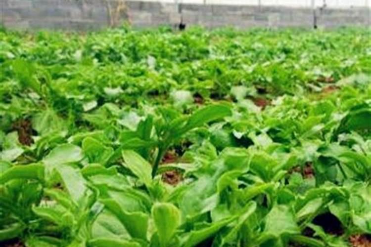 冰菜冬天可以种植吗