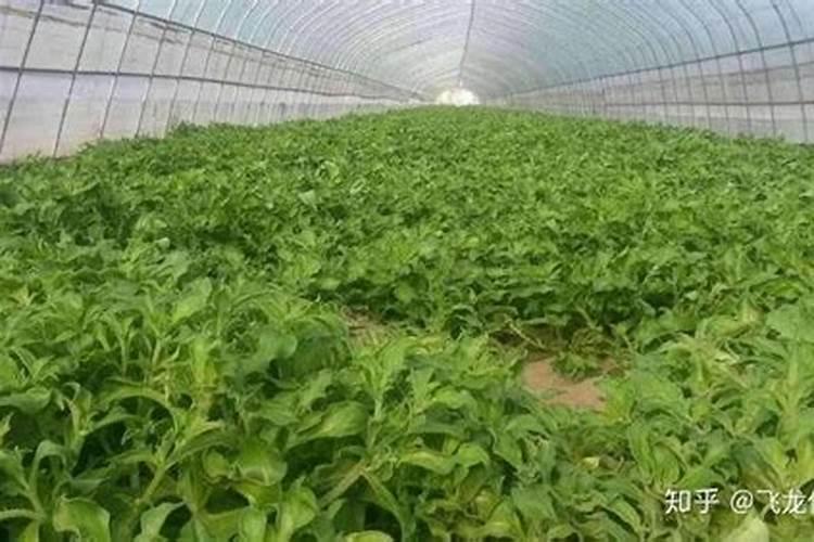 冰菜种植技术方法