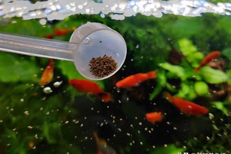 养鱼的水很浑浊怎么办