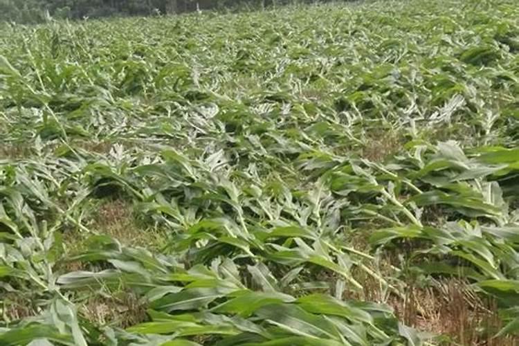 玉米生长各阶段对水肥的要求