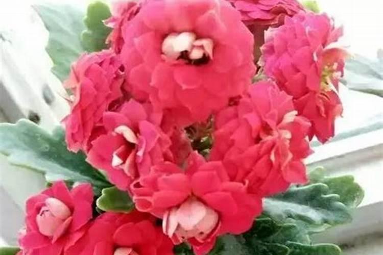 花卉肥料有哪些 如何使用这些肥料