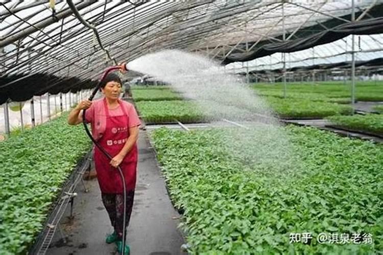 尿素可以水溶后施肥吗 尿素能水溶后施肥吗