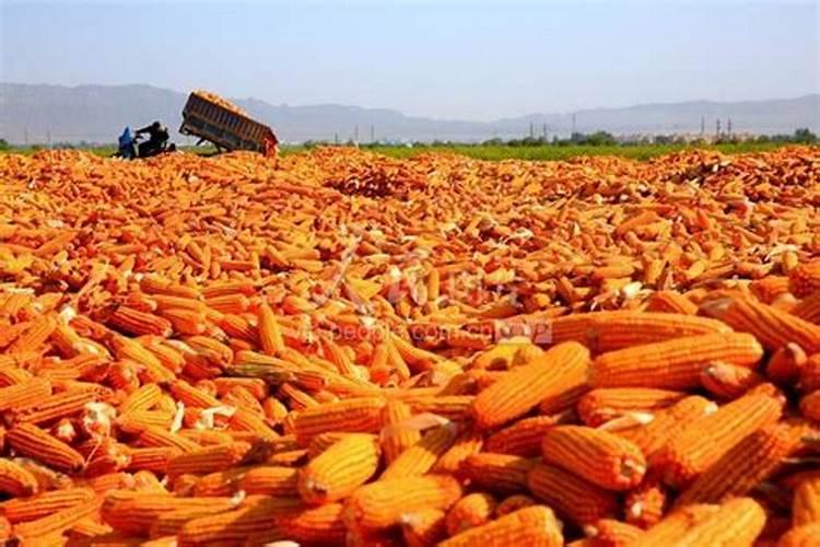 种植玉米一般施肥用什么化肥