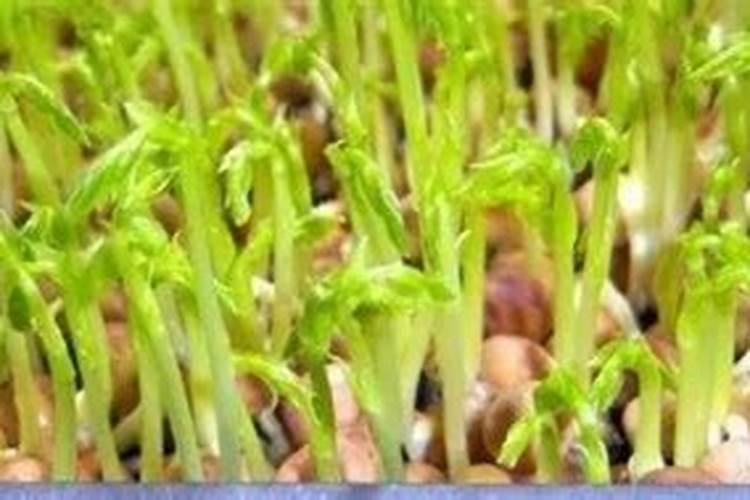 种花生必须要施肥么？
