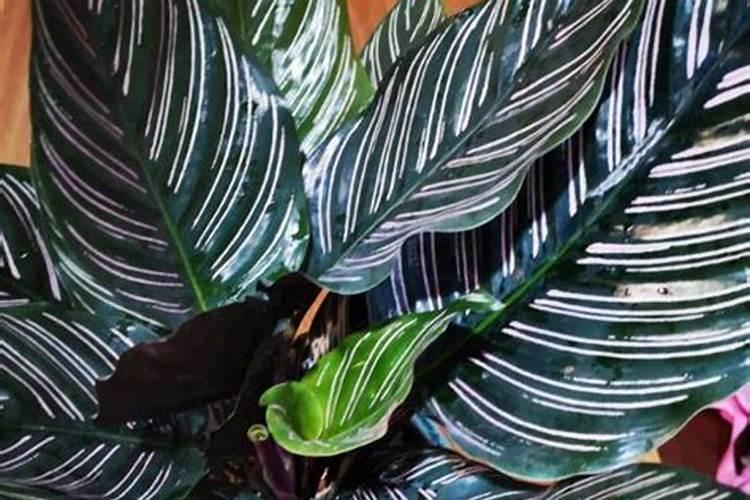 孔雀竹芋的养殖方法及注意事项