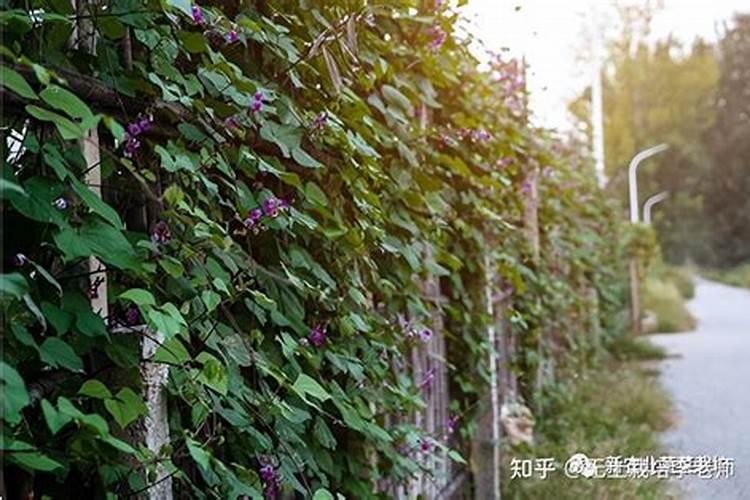 豆角开花期施什么肥