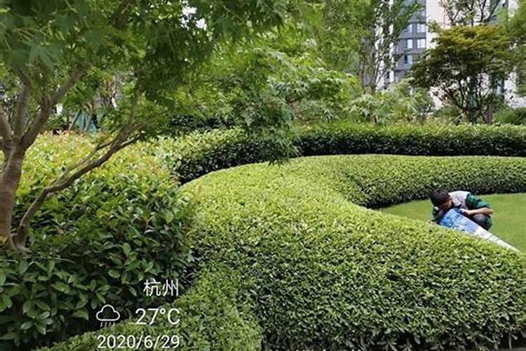 红叶石楠叶面能施磷酸二氢钾吗？