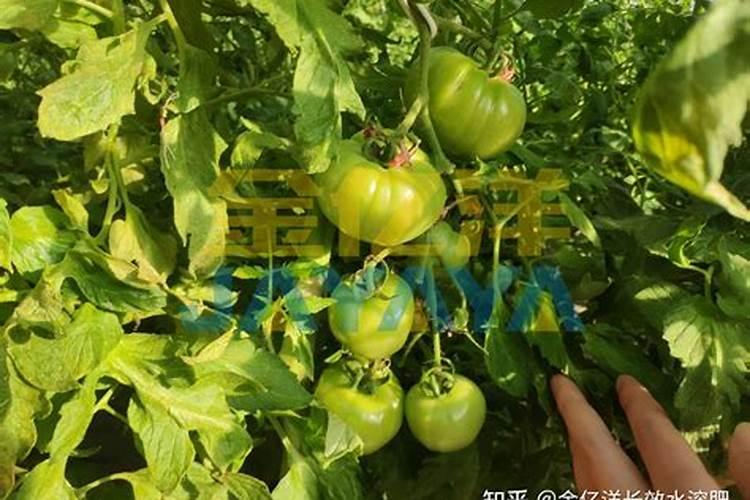 西红柿膨果期用什么肥好