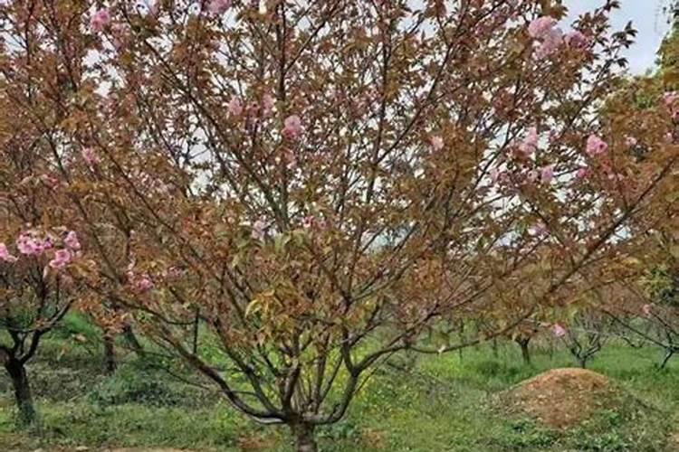 樱花树爆皮后,第二年还要施肥吗？