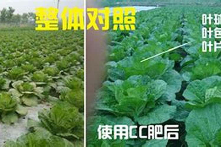 大白菜如何施用钾肥,大白菜施用钾肥方法