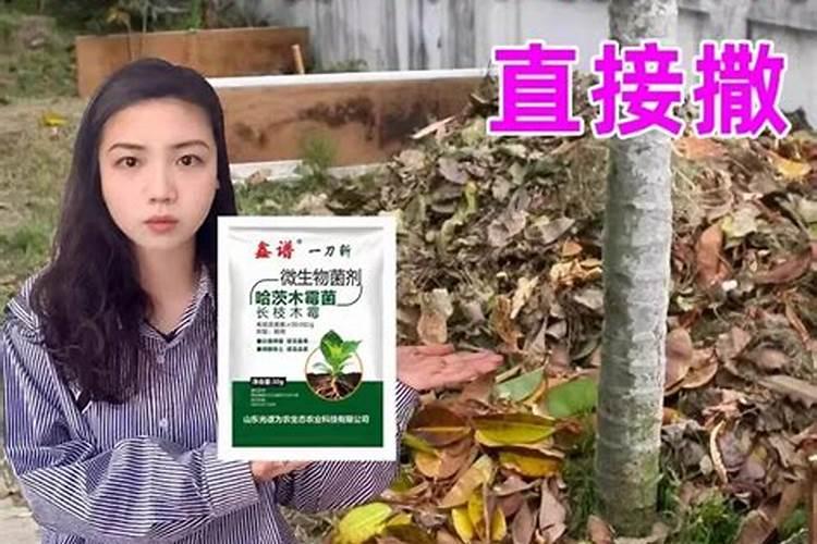 树叶如何沤肥