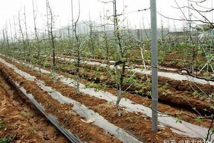 果树用什么水溶肥效果好