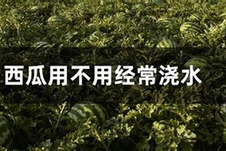 西瓜苗可以淋雨吗