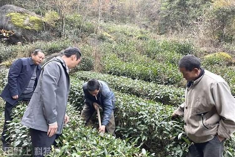 茶园冬肥什么时候施肥？