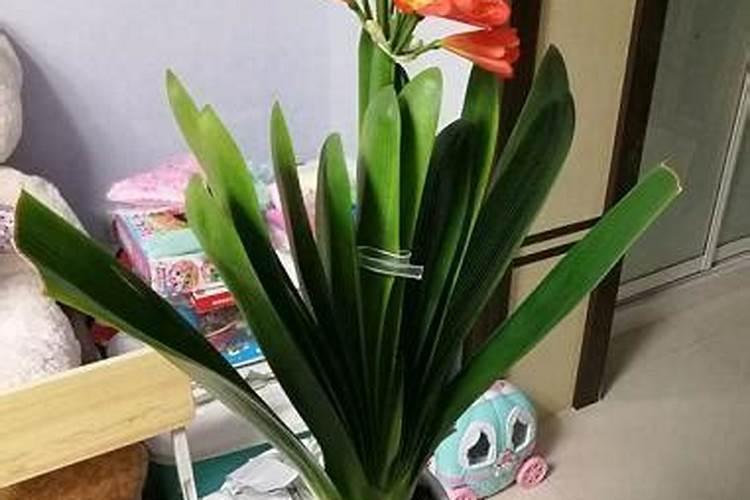 家养君子兰氮磷钾如何采用
