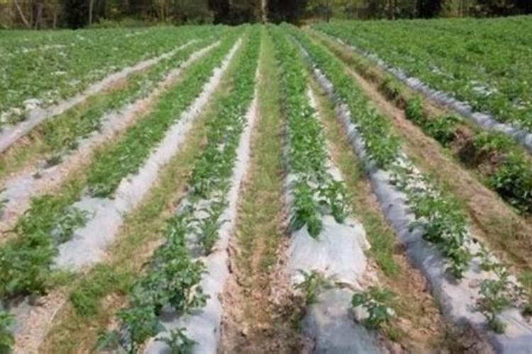 多肉土表淡黄色小颗粒是不是虫卵啊