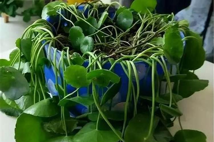 铜钱草浇什么肥最好