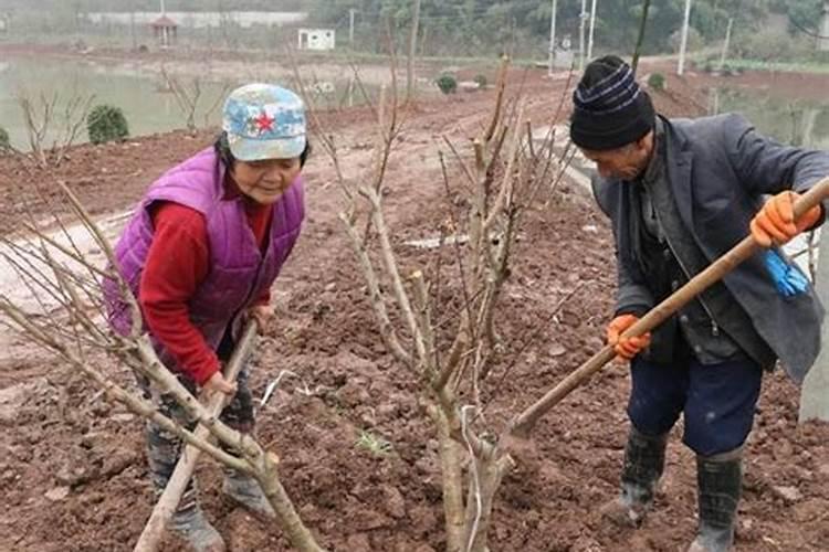 桃树苗种植时伤根了怎样补够