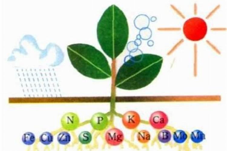 移植多久可以用磷肥 “移植后何时施用磷肥”