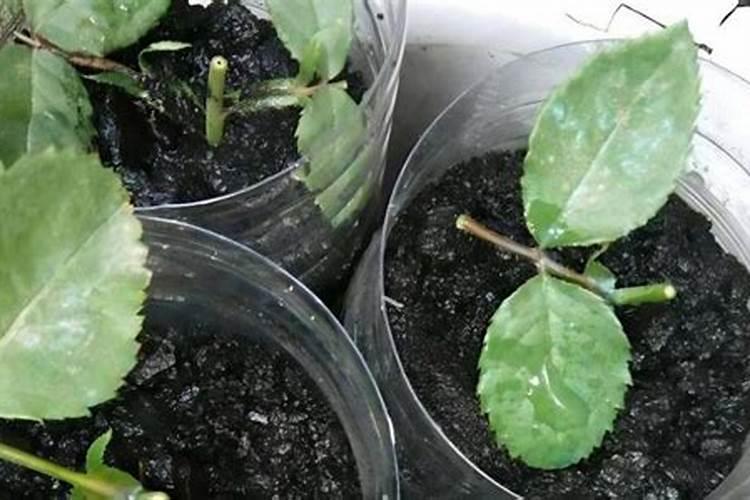花草树木为什么怕木炭？
