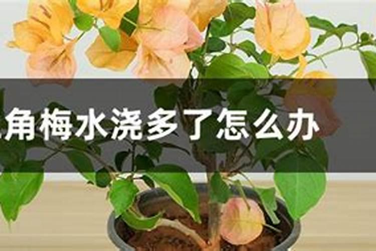三角梅肥料不足浇什么肥料