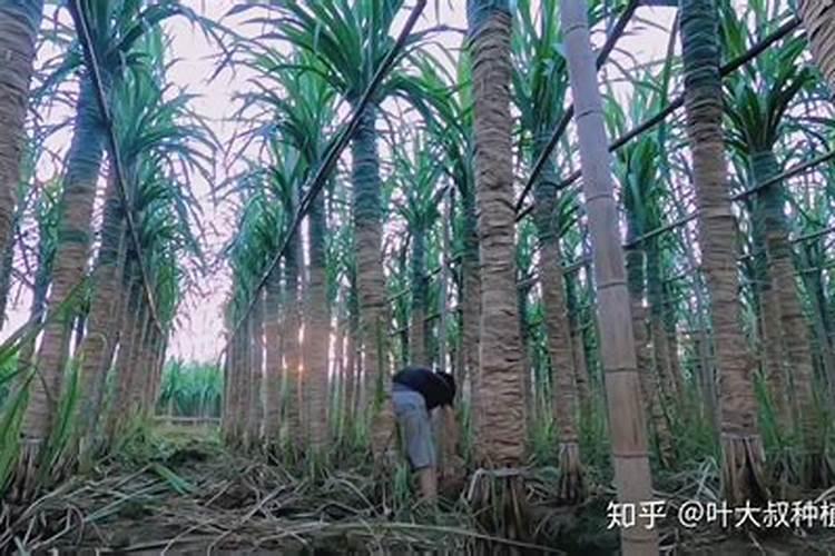 西瓜后期怎样施肥怎样管理