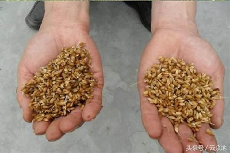 玉米大豆套种效益