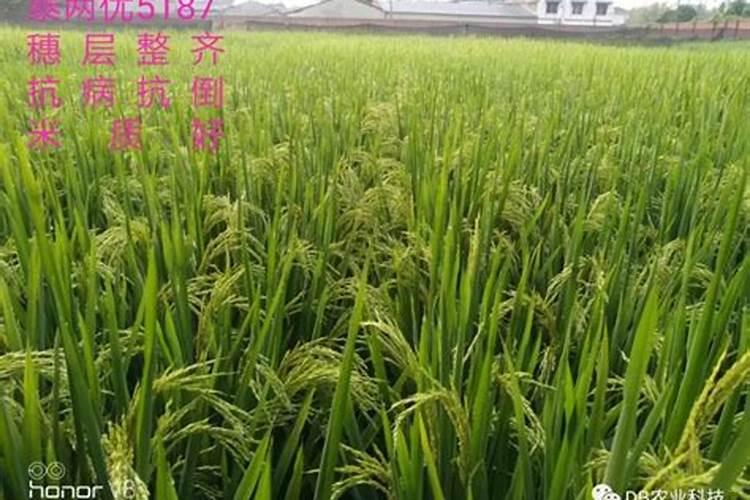 磷酸二氢钾用量大了怎么补救,症状是什么