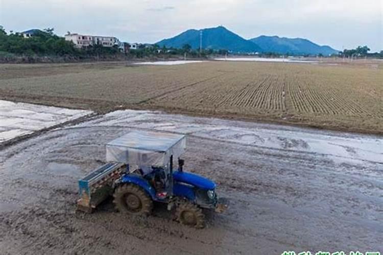 盐碱地种植玉米应采取哪些措施