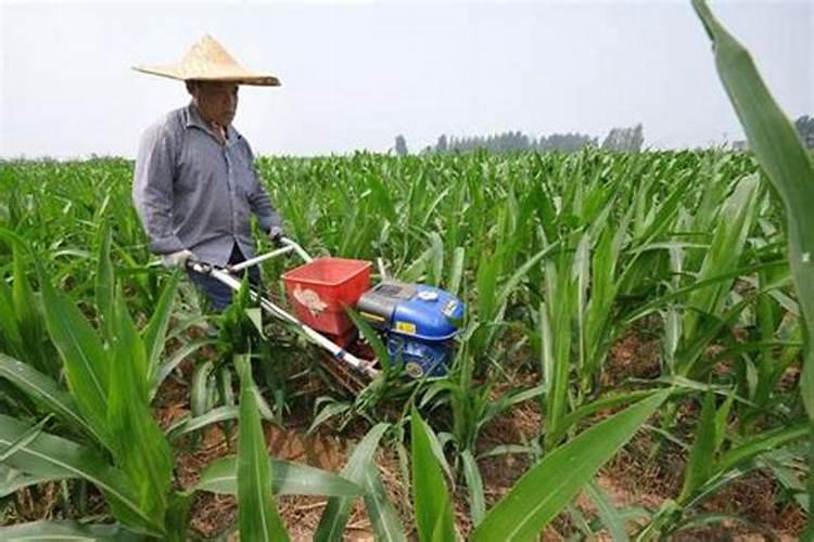 火龙果要放什么肥料