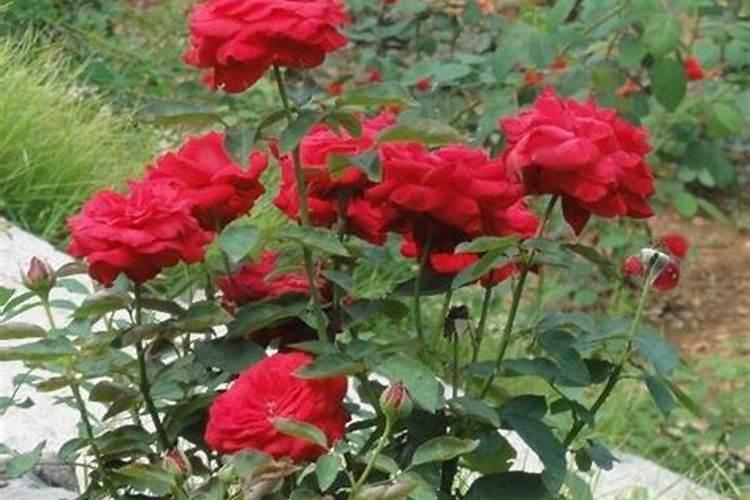 月季新手花友的基础养护方法
