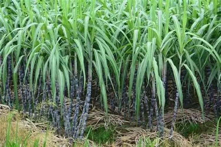 葡萄在膨果期天气正高温时能不能浇水